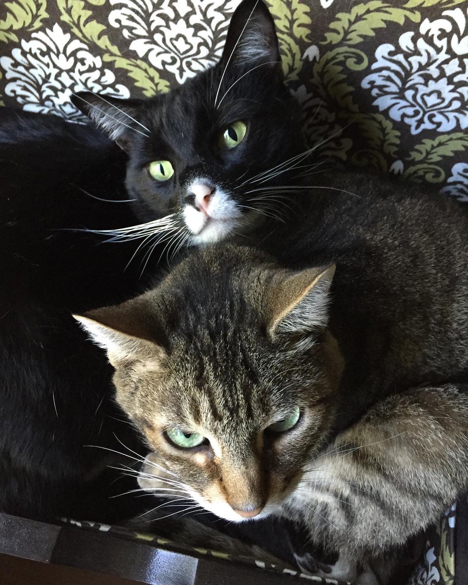 bower_cats's tweet photo. 12 years ago today I got the best birthday present I’ve ever received. Last night we had to  say goodbye. Stilton crossed rainbow bridge to be with Aries. Rest In Peace my sweet little stinky bean. #stilton #bowercats #tuxedo #tuxedocat #tuxiesofinstagram https://t.co/eOlVKXp96p