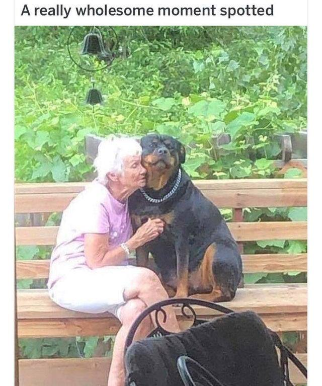 WholesomeMemes tweet media