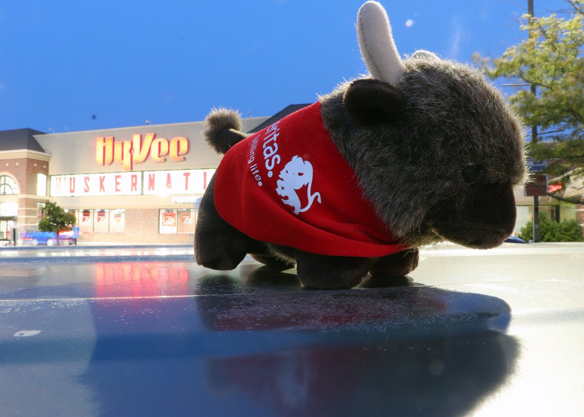 DerekMArmstrong's tweet photo. Conan the Bison, @Ameritas's mascot, and I arrived in Lincoln on Thursday and enjoyed a meal at @LazlosBrewGrill, visited the Sunken Gardens and went shopping at @HyVee. @LnkParksRec #Ameritas #Lazlos #Lincoln #Nebraska #Bison #Conan https://t.co/U3uDKafa3C