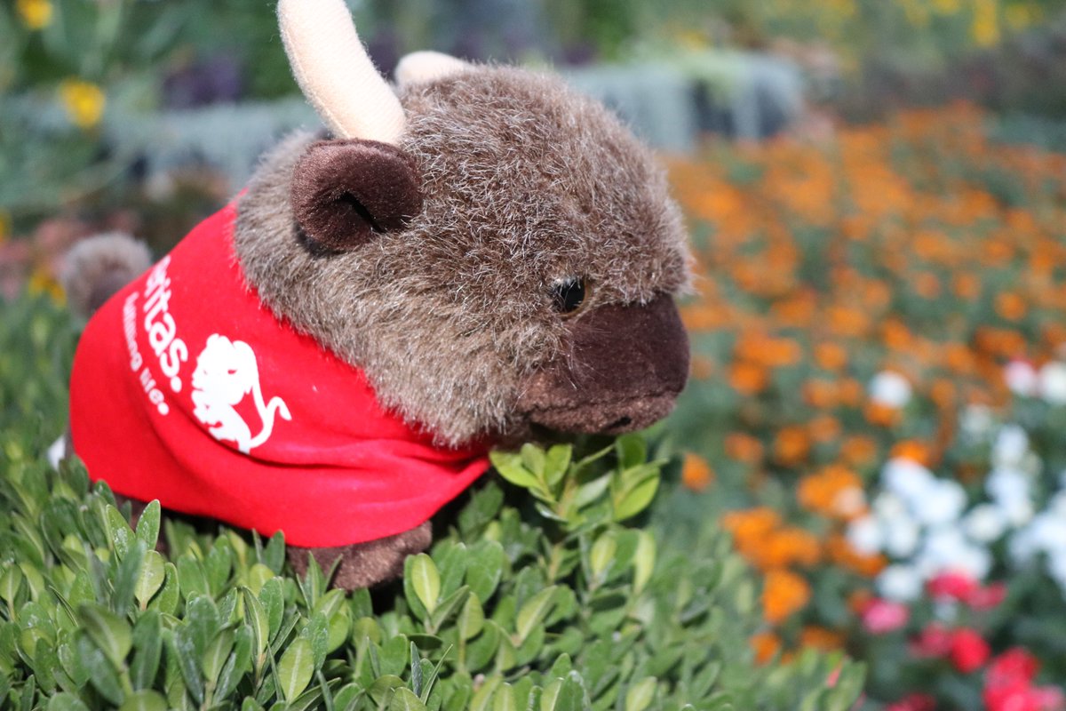 DerekMArmstrong's tweet photo. Conan the Bison, @Ameritas's mascot, and I arrived in Lincoln on Thursday and enjoyed a meal at @LazlosBrewGrill, visited the Sunken Gardens and went shopping at @HyVee. @LnkParksRec #Ameritas #Lazlos #Lincoln #Nebraska #Bison #Conan https://t.co/U3uDKafa3C