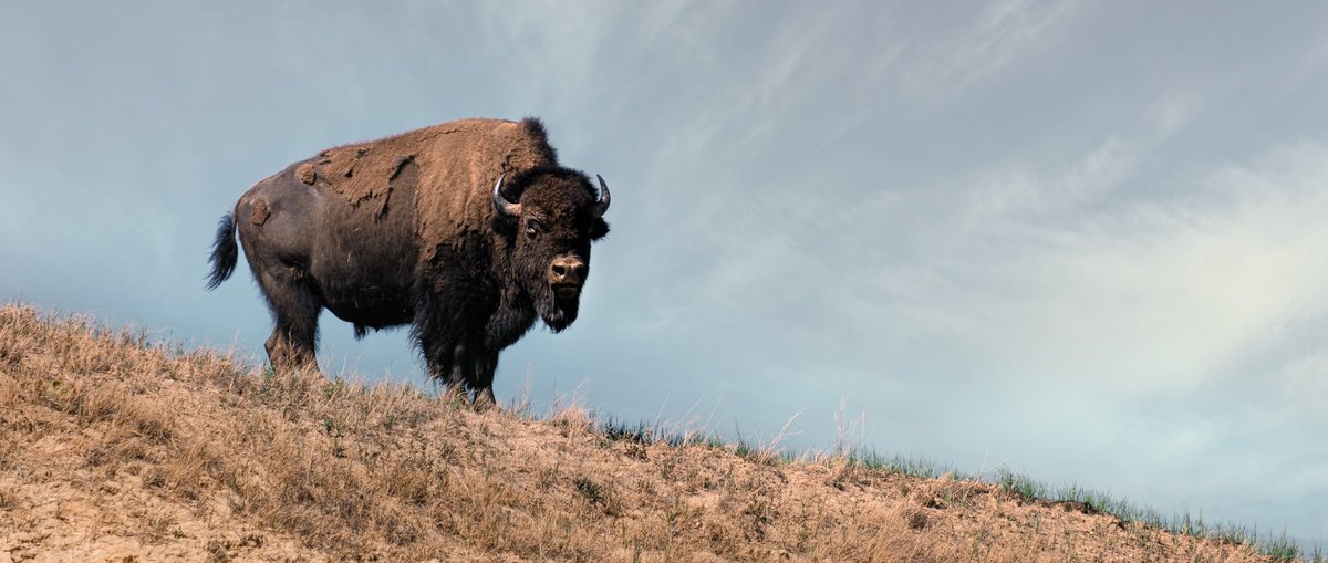 Join us August 11th to learn about the importance of #bison to tribal culture, their positive impacts on the landscape and how to help local communities coexist. #CoexistenceWorks #wildlife us02web.zoom.us/webinar/regist…