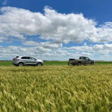 #Canada #croptour day 3: assessing central and southern #Alberta and southern #Saskatchewan: off to higher yield boost! Get our conclusions and join us for a dedicated webinar on Aug. 18: buff.ly/3BHBn4H 
#ArgusCanadaCropTour2022 in partnership with <a href="/LeftFieldCR/">Chuck_Penner</a>