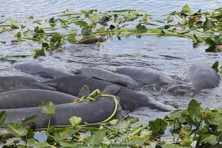 Manatees Mating