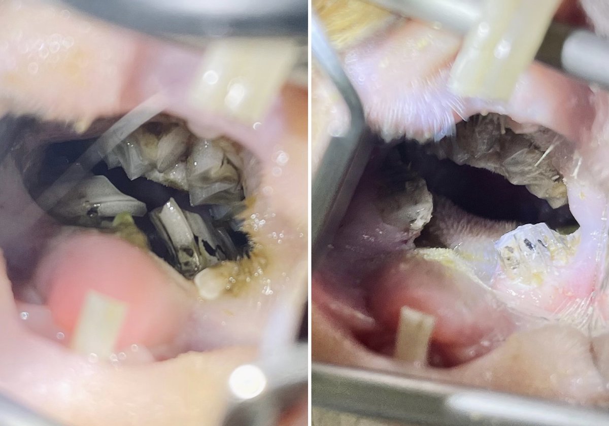 Nugget came in for a dental procedure to burr down his teeth as they had grown too long and sharp, also known as spurs🐹

He did amazingly under anaesthetic and recovered well, munching on the herbs in our waiting room’s mini garden as soon as he was awake! 🌿

#ScarsdaleVets