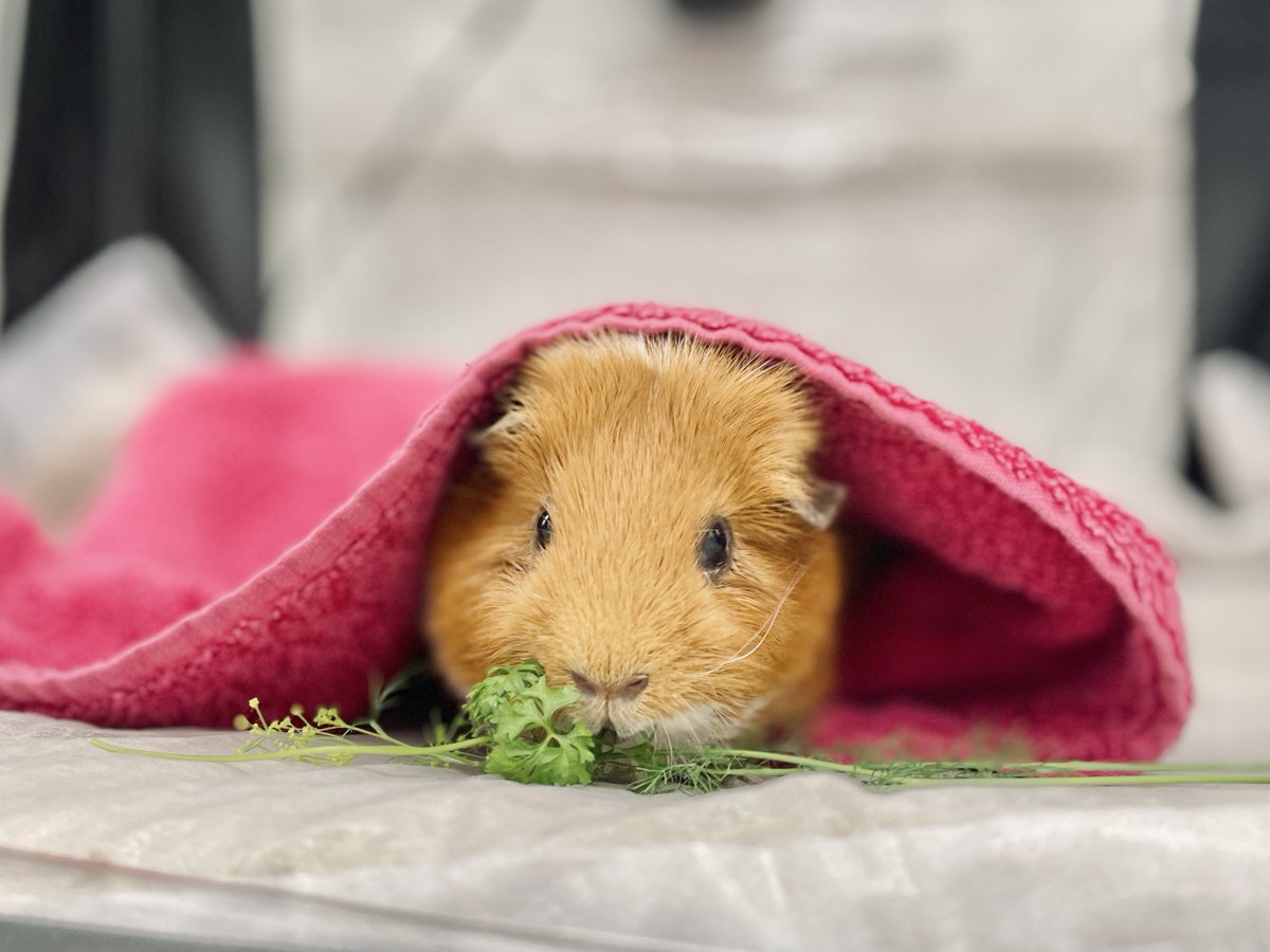 Scarsdale Vets tweet media