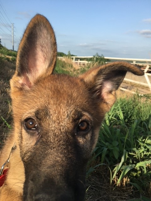 ExclusivelyPet's tweet photo. Can we go home now? 
#summerfun #sundayvibes #sundaywalks #dogsoftwitter #gsd #myfeethurt https://t.co/XKnI73b5nN