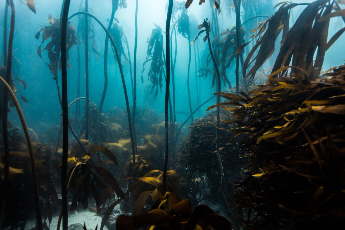 JuStMdive's tweet image. It’s more than Nice, It’s Noice‼️
🐙
Our global citizen Emile enjoying some Cape Town diving during his @PADI Advanced O/W course.
🌍
#justscuba #padi #divecourse #scuba #diving #capetown #scubadiving #falsebay #underwater #noice #divetravel #advancedopenwaterdiver