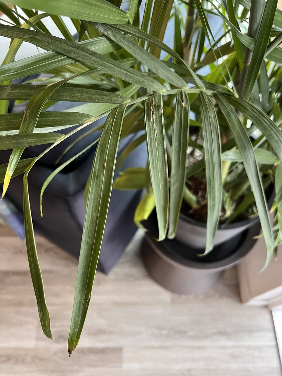 Rum Ekhtiar tweet media