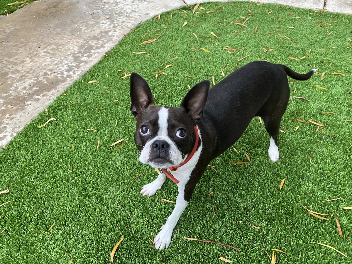 That guilty look when you do more than go potty! 😳🍃😮#naughty #dog #BostonTerrier #EatsSticks #DogsofTwittter #StillAPuppy 🐾💕🐾