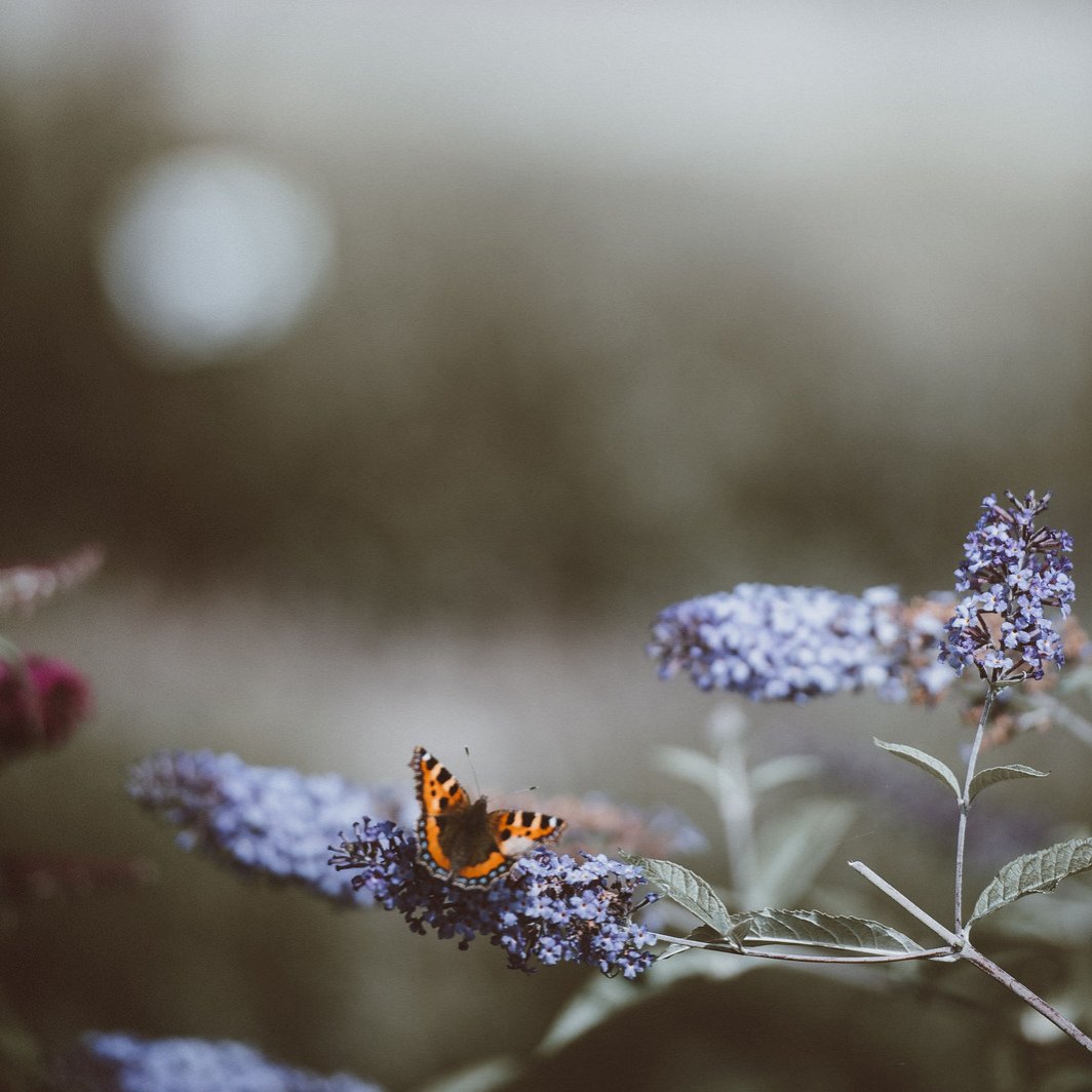CPRE Lincolnshire (@cprelincs) on Twitter photo Last few days to take part in the Big Butterfly Count! 🦋 What might you discover on your doorstep? Download a butterfly ID chart and find out how you can get involved here: …erflycount.butterfly-conservation.org #CountThemToSaveThem #BigButterflyCount <a href="/savebutterflies/">Butterfly Conservation 🦋</a> Last few days to take part in the Big Butterfly Count! 🦋 What might you discover on your doorstep? Download a butterfly ID chart and find out how you can get involved here: …erflycount.butterfly-conservation.org #CountThemToSaveThem #BigButterflyCount <a href="/savebutterflies/">Butterfly Conservation 🦋</a>
