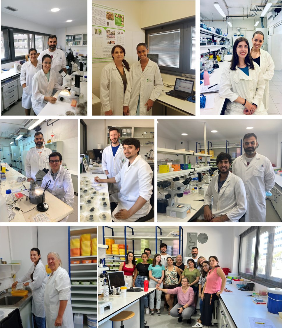 #NemaINIAV at <a href="/INIAV_IP/">INIAV, IP</a> , IP - Training young generations: Summer School  alumnISA - Alumni <a href="/isagronomia/">Instituto Superior de Agronomia</a> (18 July-25 Aug 2022). 
<a href="/VicenteCSL/">Claudia S L Vicente</a>, <a href="/JorgeMSFaria1/">Jorge M. S. Faria</a>, <a href="/David1822/">David Pires</a>, <a href="/LeidyRusinque2/">Leidy Rusinque</a>, <a href="/MargaridaFontes/">Margarida Fontes</a>, @MariaJoãoCamacho, <a href="/rittza/">Rita Varela</a> thanks for being such good trainers!😊