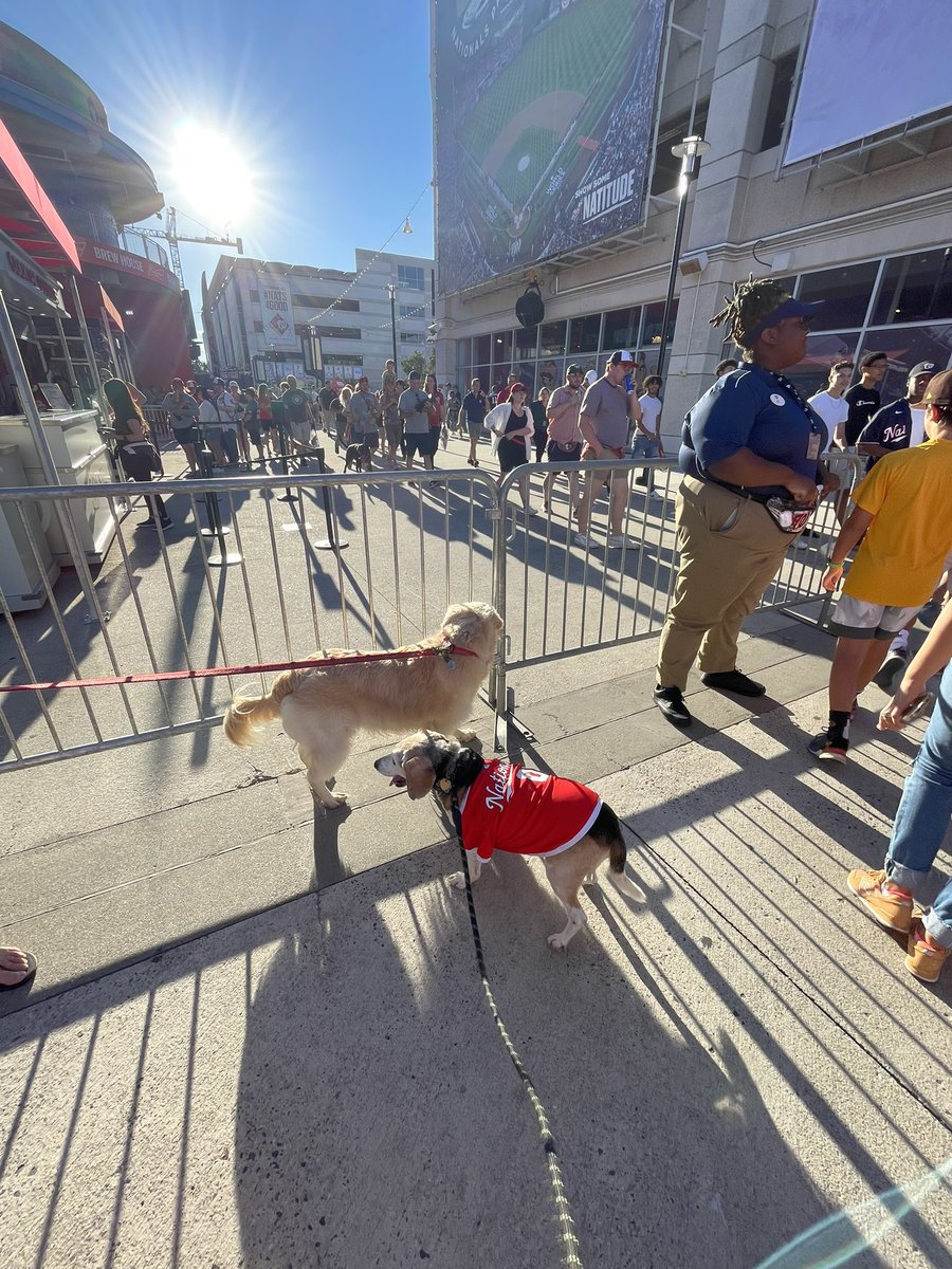 WildcatPE_Kalso's tweet photo. Take me out to Milo’s first @Nationals baseball game tonight! ⚾️🐶 We met some friends and took a lot of pictures ❤️ #PupsinthePark #beagle #ThankyouSoto https://t.co/DfYqglfHLw