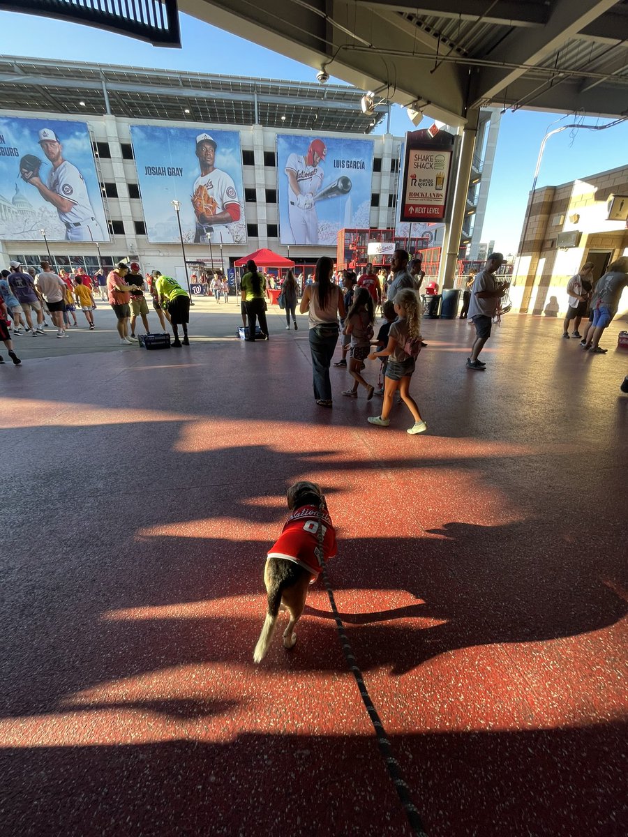WildcatPE_Kalso's tweet photo. Take me out to Milo’s first @Nationals baseball game tonight! ⚾️🐶 We met some friends and took a lot of pictures ❤️ #PupsinthePark #beagle #ThankyouSoto https://t.co/DfYqglfHLw