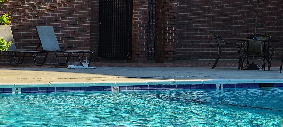 Sarah_in_USA's tweet photo. Well, some people are called #poolrats, so of course my condo pool has a #poolcat!
@maisrienisboss #PoolTime https://t.co/SjcmUpbCCp
