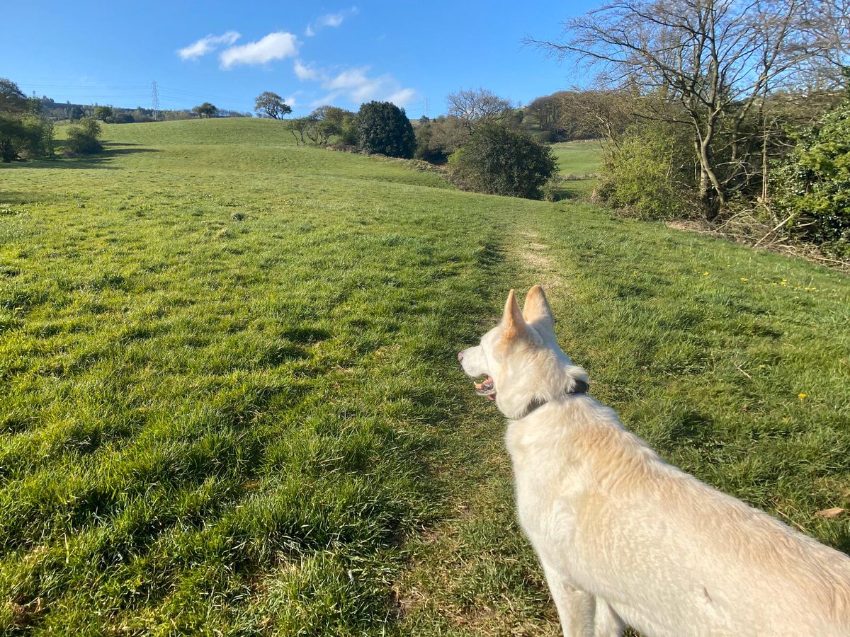 Littlebot89's tweet image. Very unexpected phone call last night whilst at work. I'm shocked and still getting used to the fact that this amazing dog has crossed over the rainbow Bridge 🌈 #RIPDEXTER