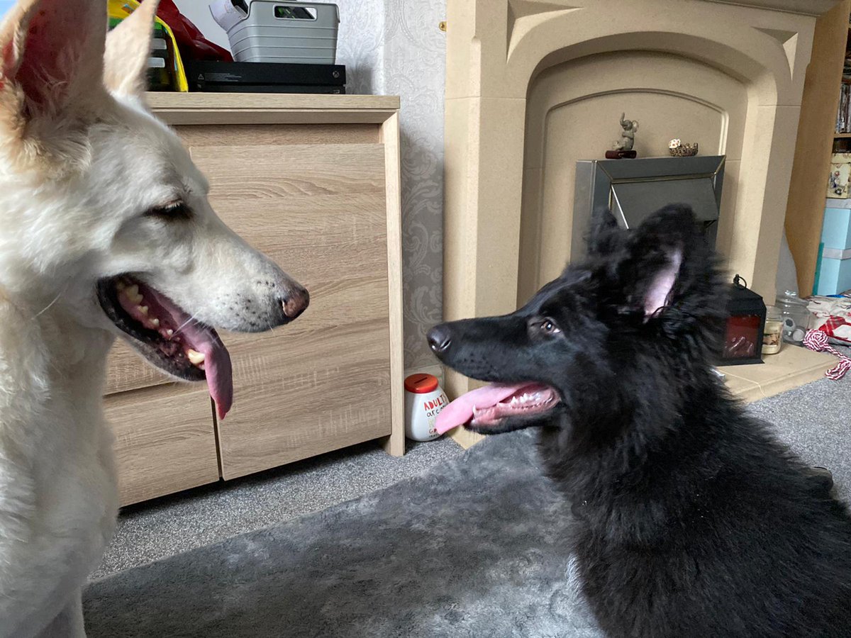 Littlebot89's tweet image. Very unexpected phone call last night whilst at work. I'm shocked and still getting used to the fact that this amazing dog has crossed over the rainbow Bridge 🌈 #RIPDEXTER