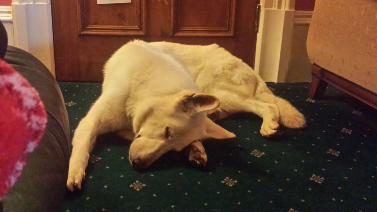 Littlebot89's tweet image. Very unexpected phone call last night whilst at work. I'm shocked and still getting used to the fact that this amazing dog has crossed over the rainbow Bridge 🌈 #RIPDEXTER