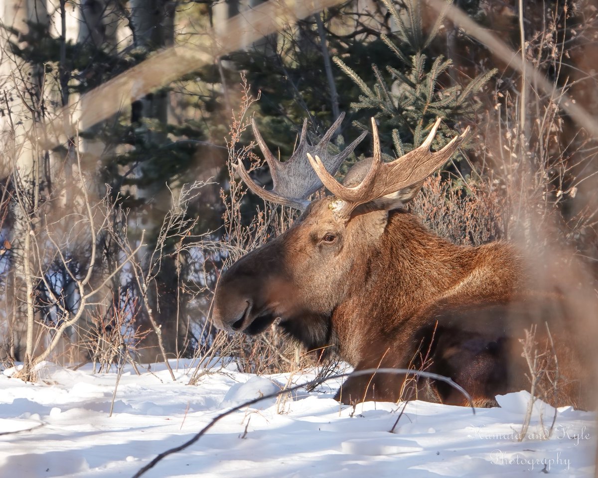 King of the brush! This bull moose calmly keeps an eye on the passing peasants. Albertan foothills, 2021
#moose #alcesalces #bullmoose #moosephotography   #domoreforwildlife #wildlifematters #wildlifeconservation #saveaniamlssavetheworld #respectwildlife #wildlifephotography
