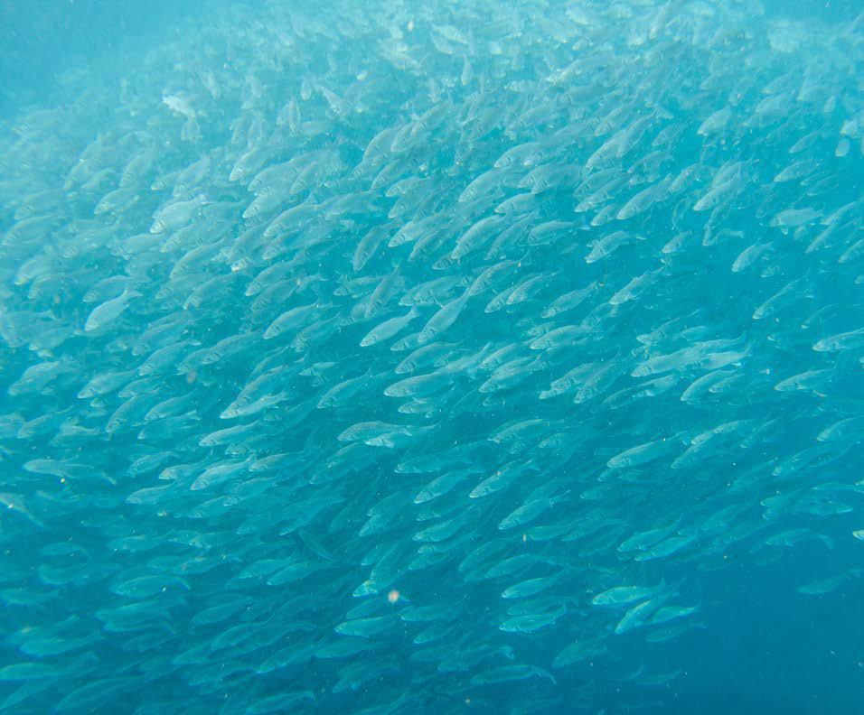 AquacultureMag's tweet photo. ⭕Evaluation of poultry by-product meal as an alternative to #fish_meal in the Diet of #Black_Sea_Bass Reared in a #Recirculating_Aquaculture_System.
⭕The protein is the single largest and most expensive component in #fish_feed.
👇More information:
https://t.co/ufMwR7Ozd5 https://t.co/KkYwlybJkW