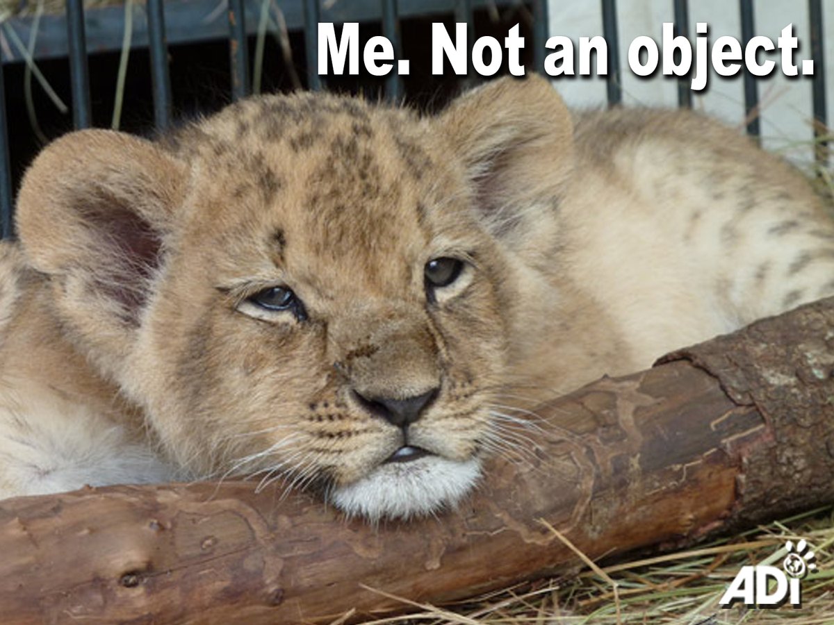 AnimalDefenders's tweet photo. #sentient #notaprop #noanimalselfies https://t.co/pbbQXH3Mpu