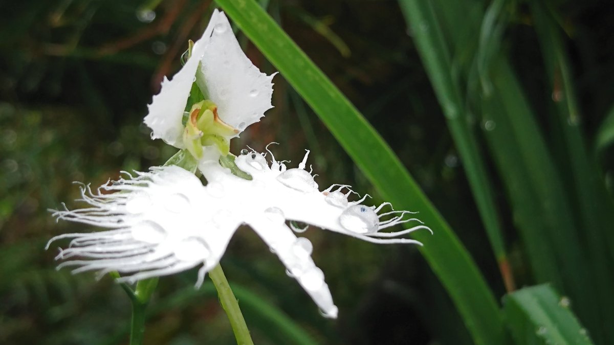 8月13日 誕生花 サギゾウ 花言葉 夢でもあなたを想う 可愛すぎる
