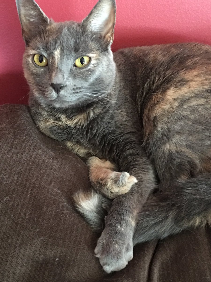 Happy 7th Gotcha Dayto our sister Buppy!