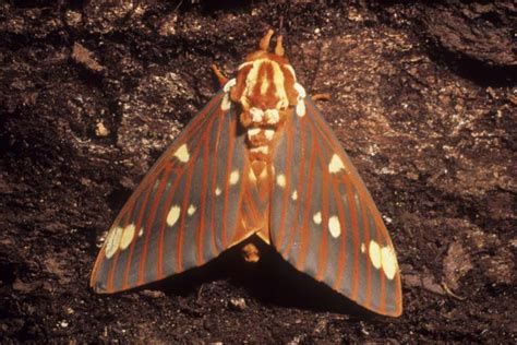 todays lepidopteran OTD is the royal silk moth!