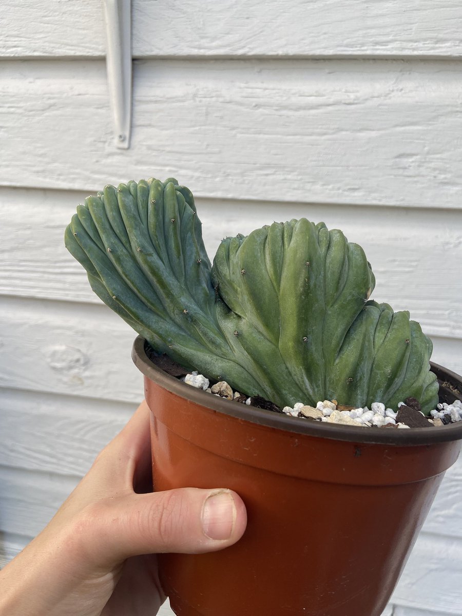 maddybeth20's tweet photo. This Etsy restock is HOT 🥵 

Get yours here ➡️ https://t.co/aamX5iyHP3 

#something2growon #plantplug #cactuscrazy #oklahomacity #astrophytum #crestedcactus #variegatedplants https://t.co/vBtCEGxwPj