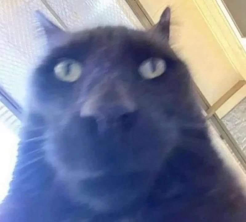 Stare Cat Meme