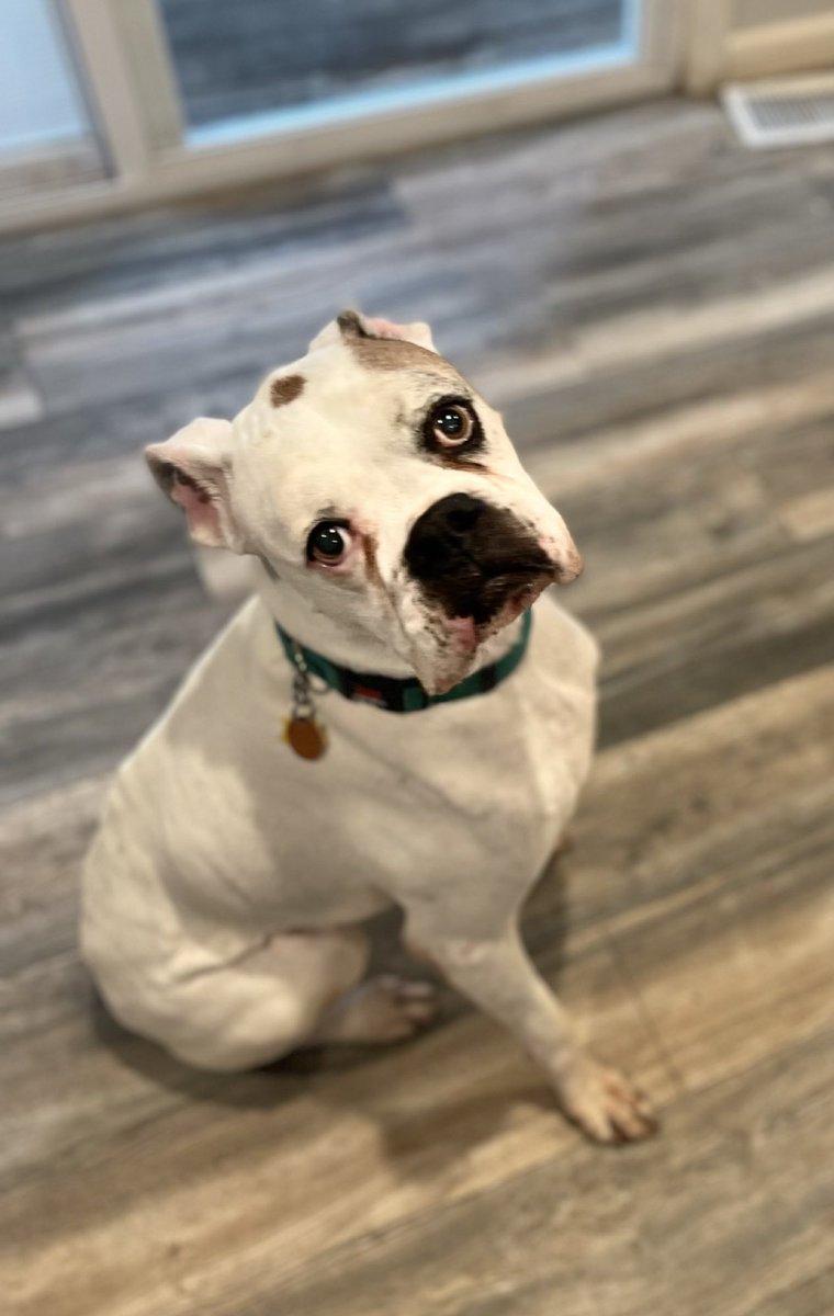 How is Rockie not adopted ? Rockie was found begging for food in rural AR in April. Rockie is cat and dog friendly. Rockie is super sweet and good with kids. He has impeccable manners. #adoptme #RescueDog #boxerdog #boxer #rescue #rescueme #TheWeekend #family #dog #AdoptDontShop