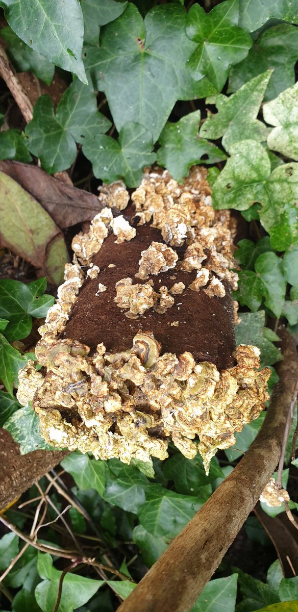 PeterCa85704183's tweet photo. Fungi growing on the vibernum. #fungi #mushroom #vibernum #trees #shrubs #regeneration https://t.co/6EPux9QdCo