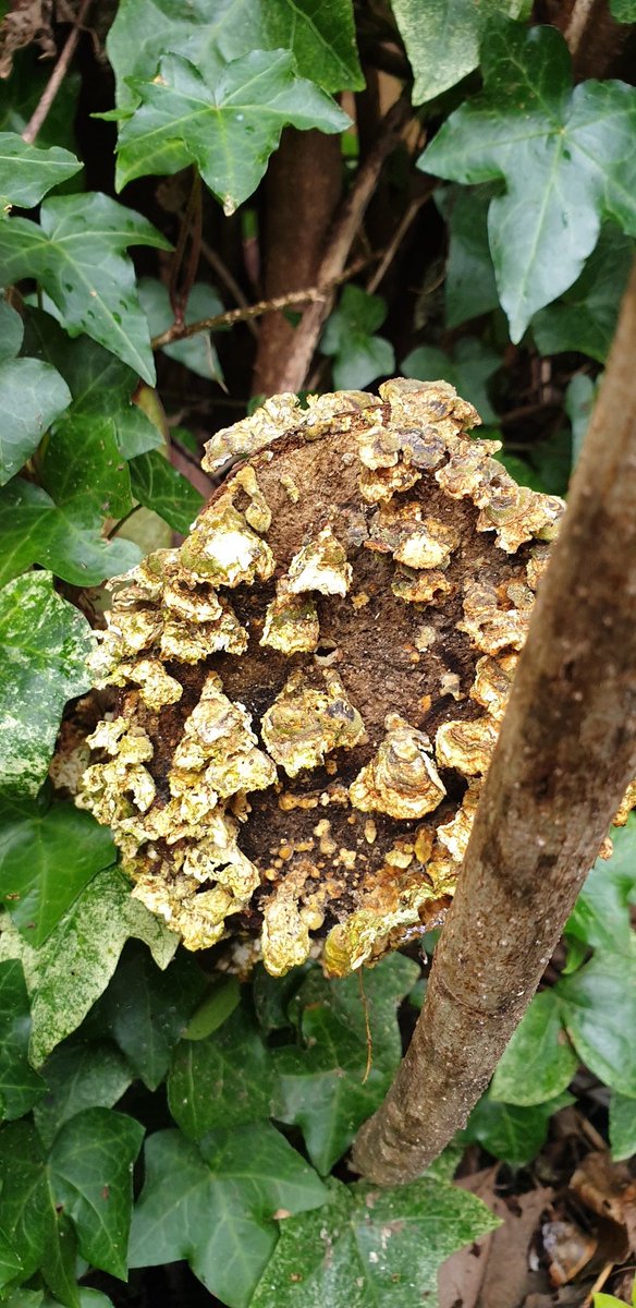 PeterCa85704183's tweet photo. Fungi growing on the vibernum. #fungi #mushroom #vibernum #trees #shrubs #regeneration https://t.co/6EPux9QdCo