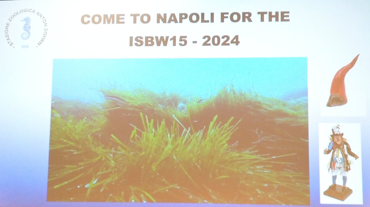 Irene Olive (@i_olive_s) on Twitter photo Finally the secret has been revealed!! <a href="/GPgroup_MolEcol/">GPGroup_Seagrasses</a> at <a href="/SznDohrn/">Stazione Zoologica Anton Dohrn</a> will host the nest ISBW meeting #isbw15 Looking forward to meet you all in Italy!! #seagrass #Napoli Finally the secret has been revealed!! <a href="/GPgroup_MolEcol/">GPGroup_Seagrasses</a> at <a href="/SznDohrn/">Stazione Zoologica Anton Dohrn</a> will host the nest ISBW meeting #isbw15 Looking forward to meet you all in Italy!! #seagrass #Napoli
