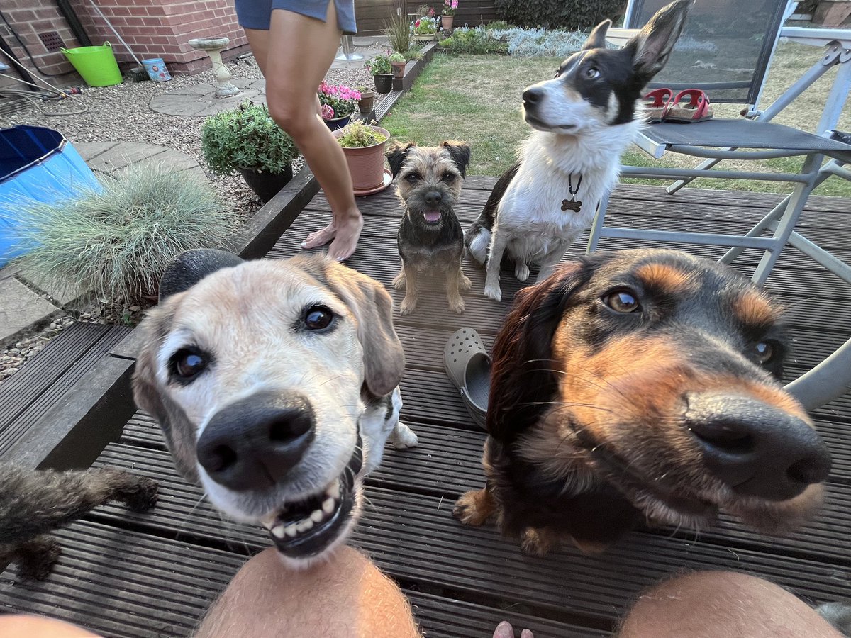 BurtieBrom's tweet photo. It’s a full house at Evelith Doghouse tonight. BBQ sausage anyone? #dogsoftwitter @BTposse #dogs https://t.co/kYz0cXFwp6