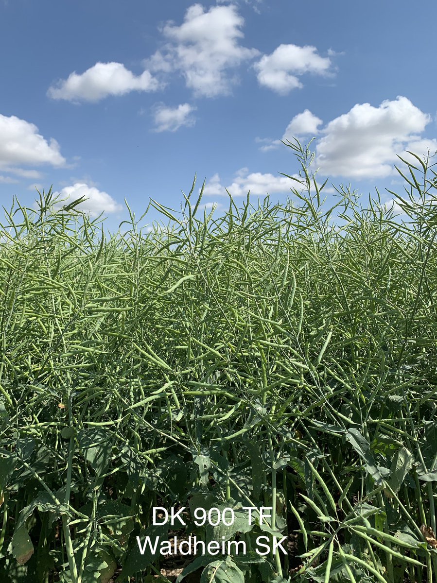 You will want to keep an eye out for this new hybrid. DK 900 TF <a href="/Bayer4CropsCA/">Crop Science Canada</a>