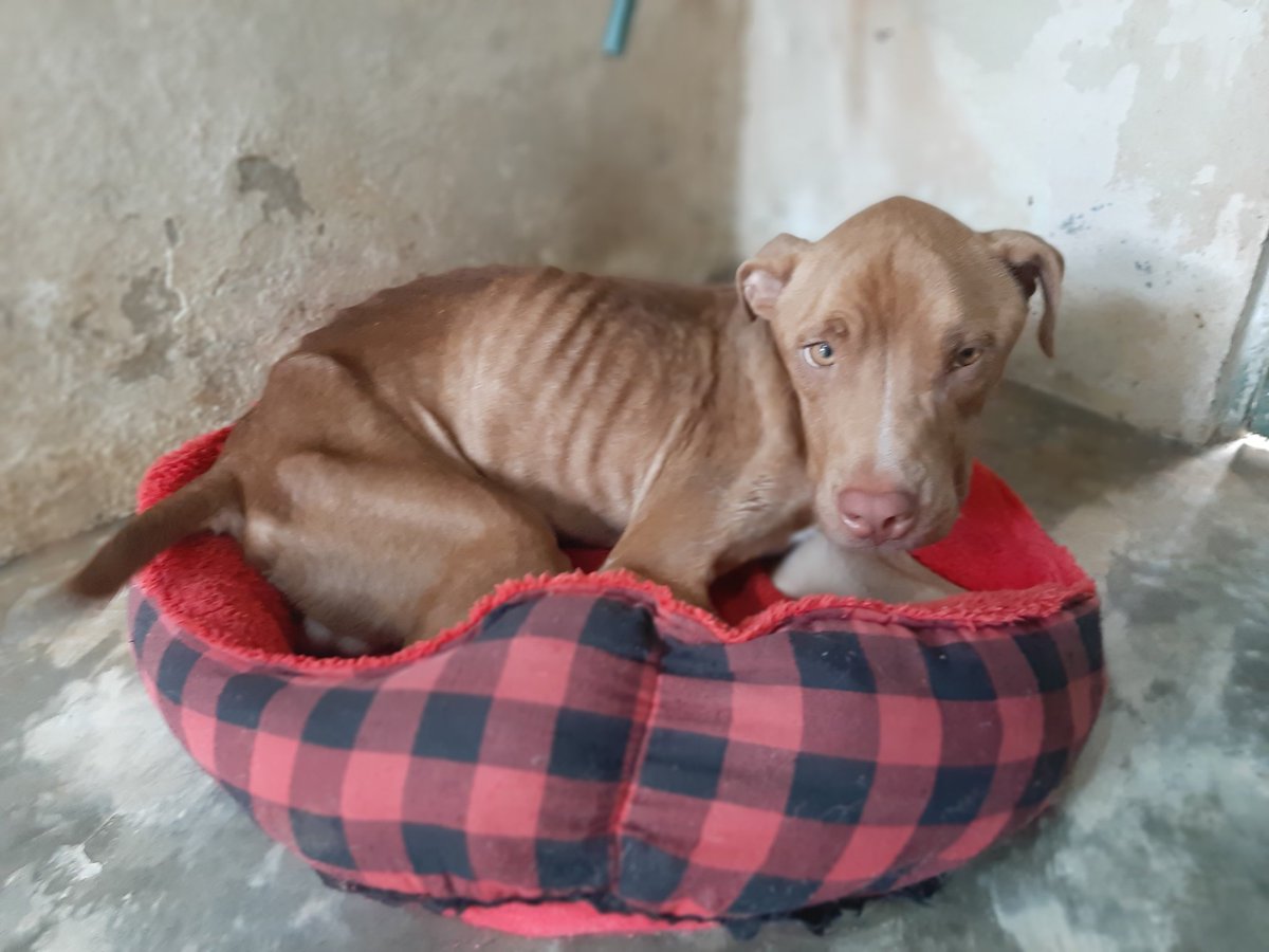 oasis_ares's tweet photo. Look at this beauty 😍🤗
He came to us weighing just 13.26 kg and already over 1 year old, when a dog of this age of this breed, being male, has to be thinking between 30 kg. 
He is all love, he has us in love with those honey yellow eyes 😍💛
#furryheartsOasis #helpanimals https://t.co/goOShKsqk3