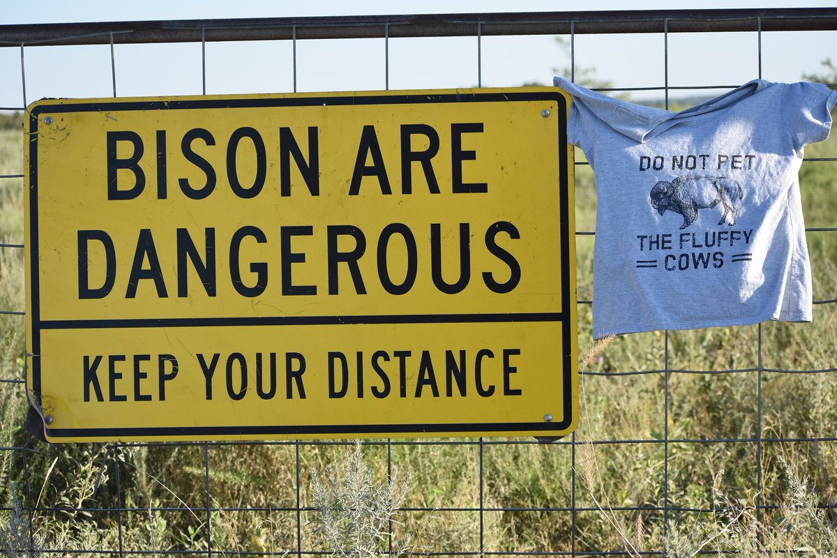 LizTyner1's tweet photo. I will not correct you if you use the term buffalo.🤠 Or eat bison wild wings. Just don't get too close to #nature. https://t.co/ccKnWHo0cm