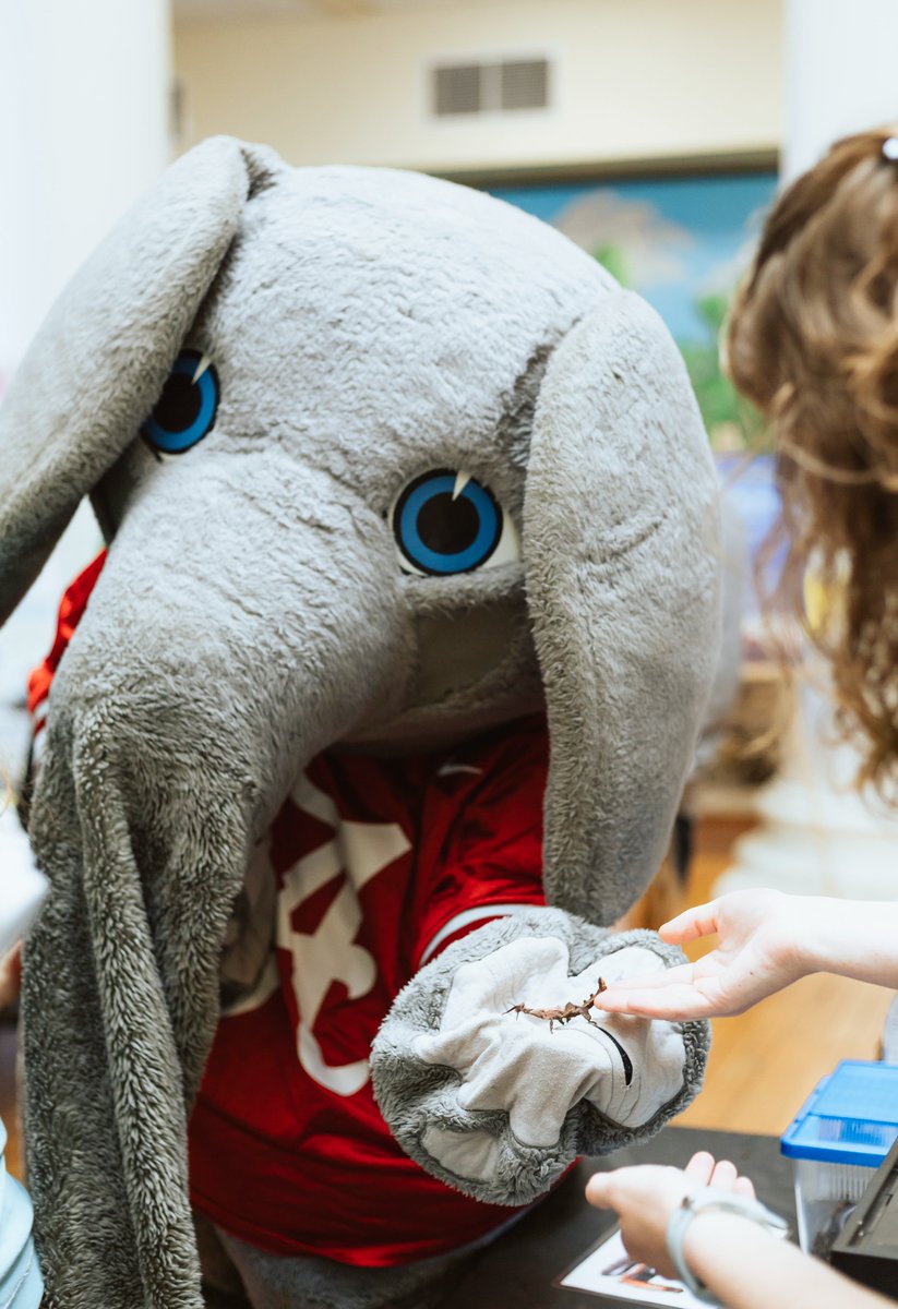 BamaBugFest's tweet photo. On this #WorldElephantDay, we flashback to @UA_Big_Al π meeting new insect friends at this year's #BamaBugFest!
LEARN MORE: β‘οΈ https://t.co/8KaRYJMnnG
π· : Johana Chavez
#UAMuseums #RollTide #Tuscaloosa #FlashbackFriday https://t.co/wcfpbrQLiC