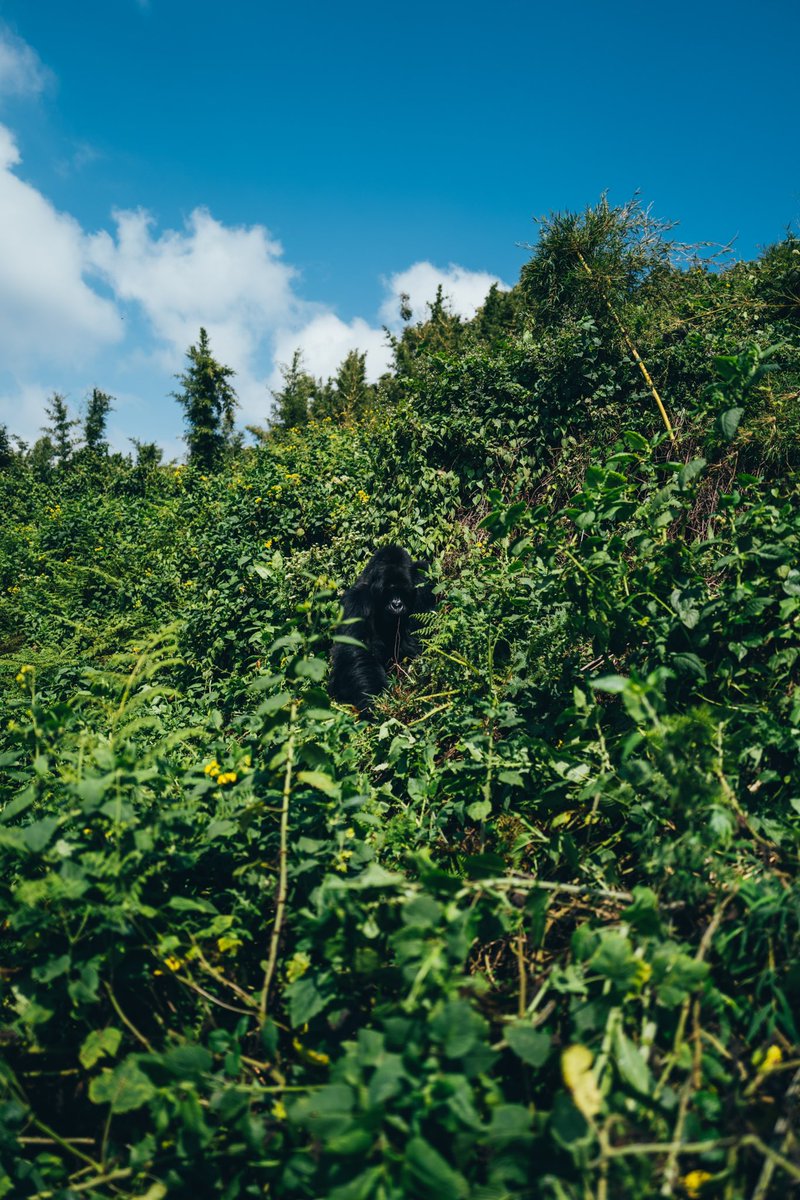 Rwanda is truly so beautiful. Thank you for having us. I can’t wait to come back 🇷🇼