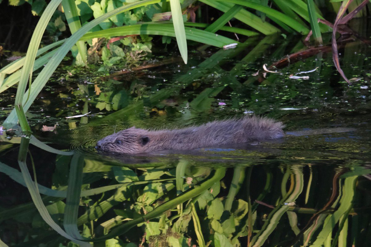 WildSide_Tweet's tweet photo. Fab day beaver spotting at Otterton with @DevonWildlife @OxyConservation #beavers #rewilding #devon https://t.co/TRA2PYtBTO