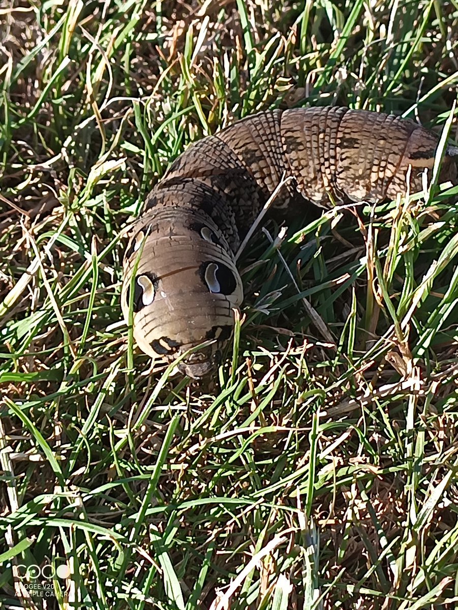 bambenos's tweet photo. Found this in the garden tonight, didn’t know what the hell it was at first sight. https://t.co/VVsxaPwGPQ