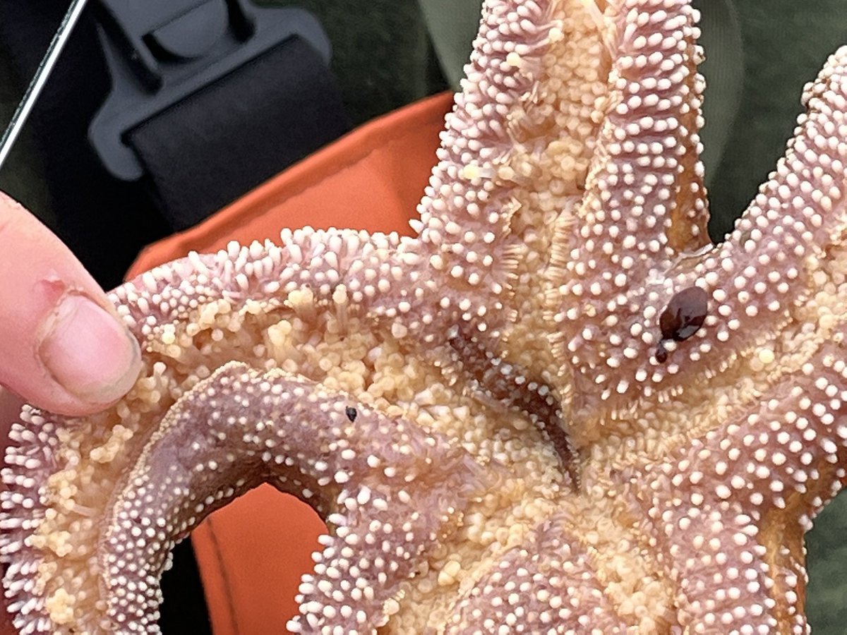 Dr. Sarah Gravem tweet media