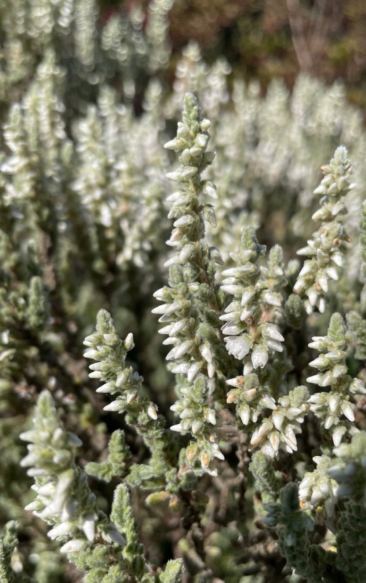 catztayl's tweet photo. #365in2022 224/365 scotch Heather #heather #whiteheather #garden #gardens #gardening #backgarden #plants #plantlife #plantphotography #calluna https://t.co/Lwh6gDs3HM