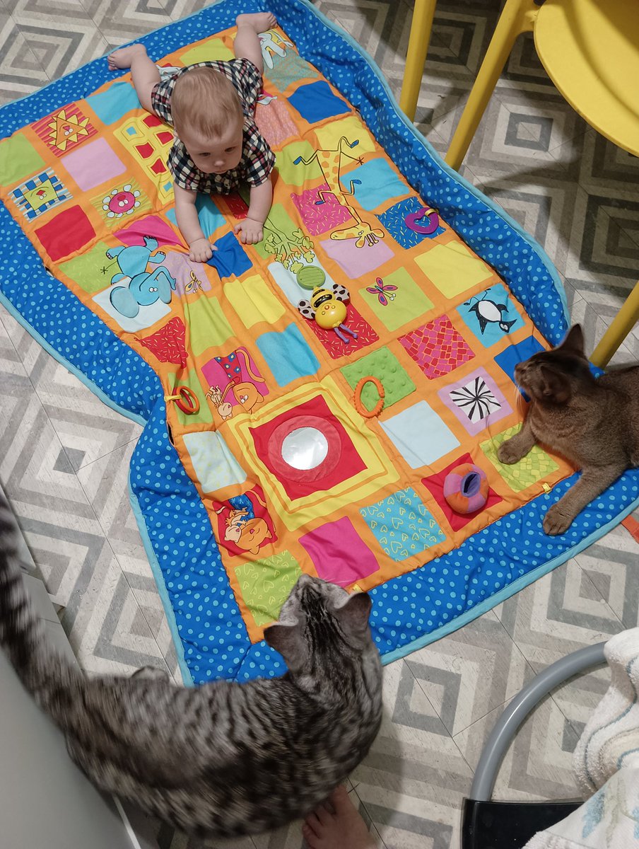 Кухня теперь выглядит так... По краюшку и медленно передвигаются все, кроме 4х зубой дамы которая научилась ползать по пластунски и задним ходом🫢