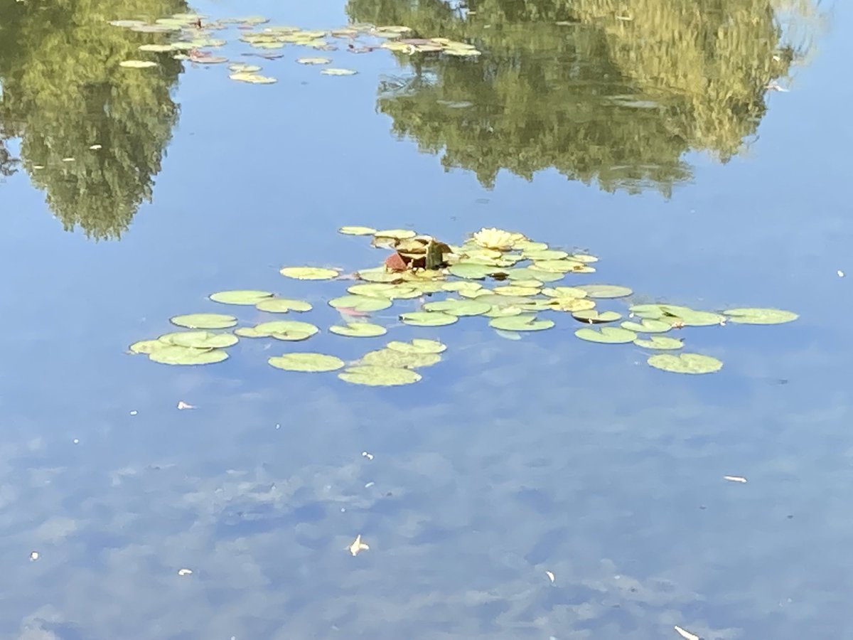 OnyaDon's tweet photo. Take the train down from #Paris to #Giverny and #Monets Garden, no wonder he didn’t want to leave… https://t.co/XaF4RjVfWU