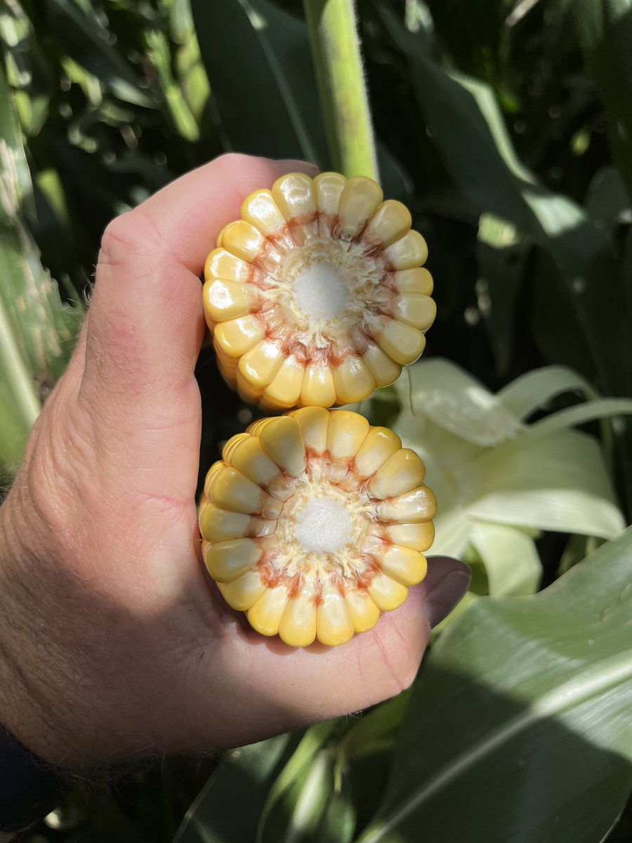 214-78VT2 looking good in northern York county!#FieldCheckupFriday #ChannelSeeds <a href="/RichVelde/">Rich Velde</a>