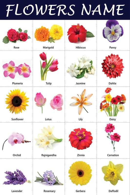 You're getting a dozen... which type listed here do ya want?