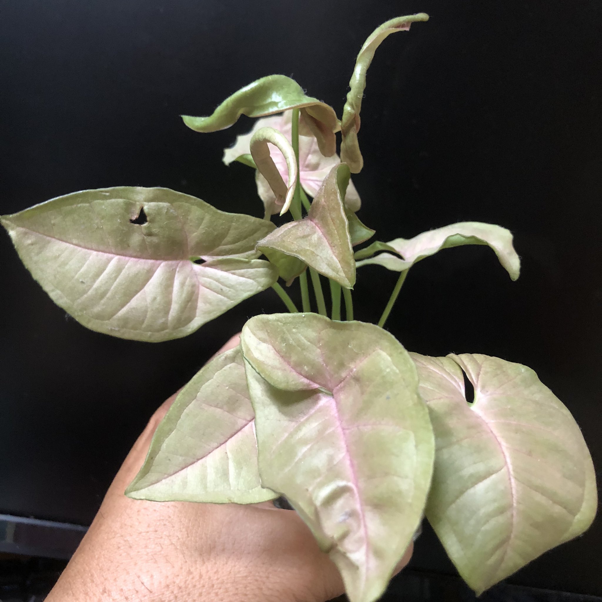 シンゴニウムネオン Twitter Search Twitter