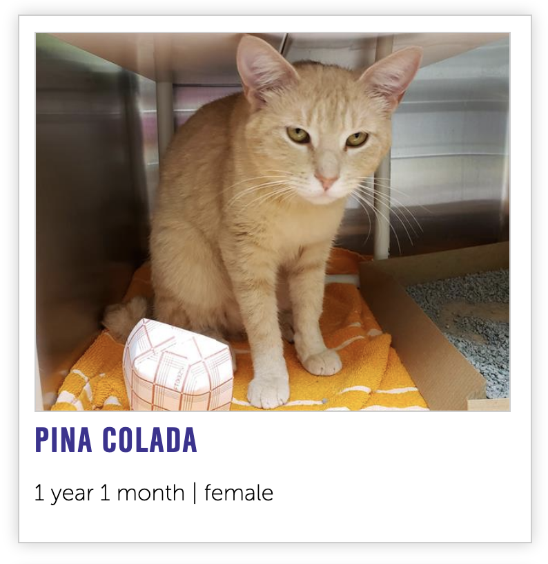 Nebraska Humane Cats tweet media