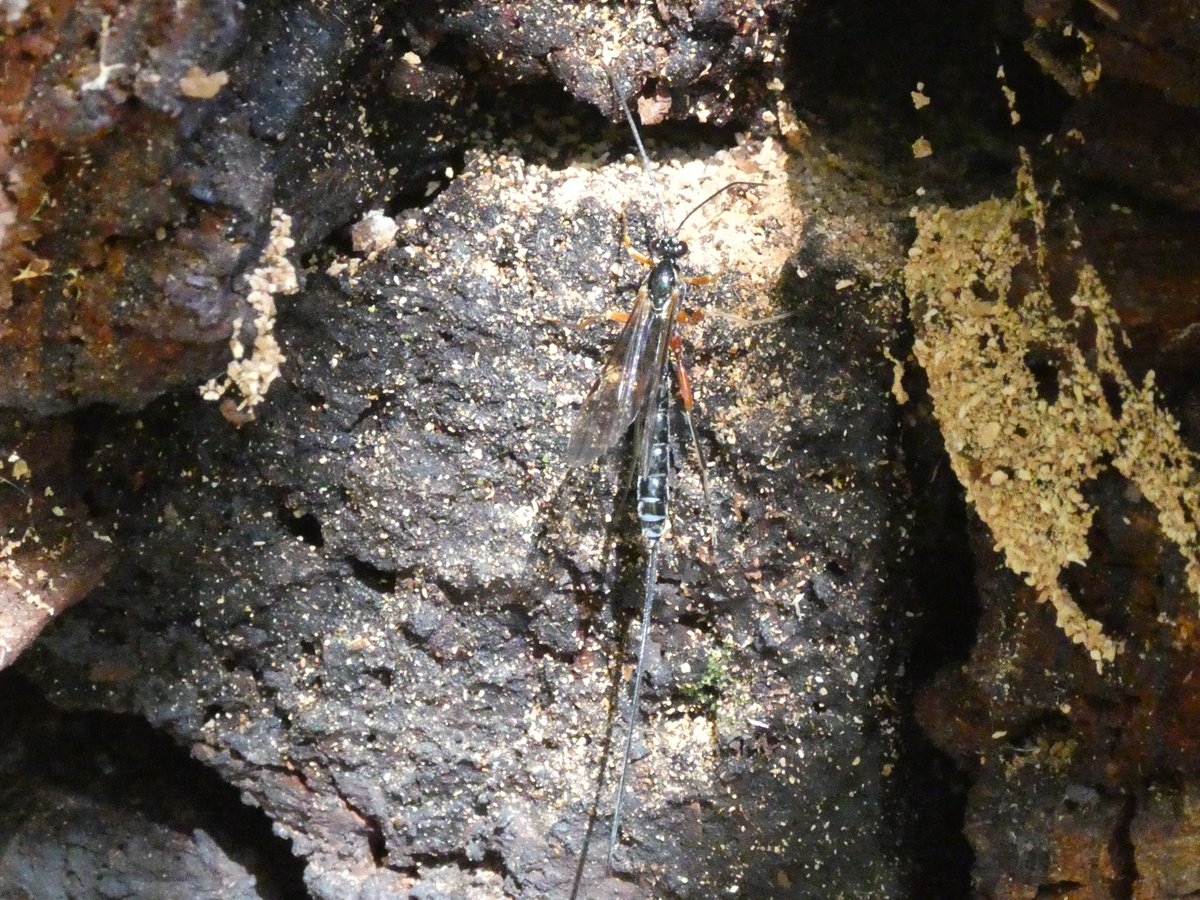 A lady Sabre Wasp prospecting around a huge fallen tree trunk for beetle larvae to lay eggs in at the newly open Woodland Trust #MournePark site today. That's an ovipositor, not a sting, on the end.